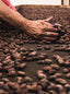 Hands of an elderly hispanic woman gathering cacao shells from the roaster.